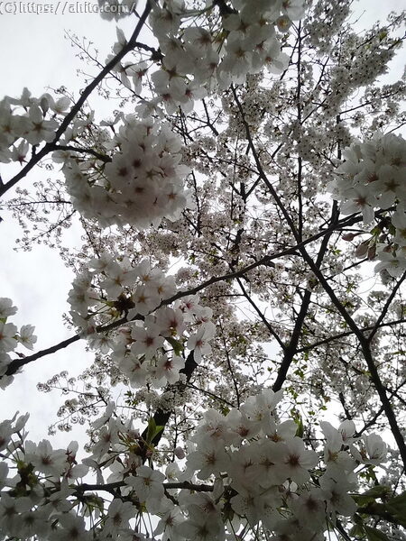 朝日の桜 - 15