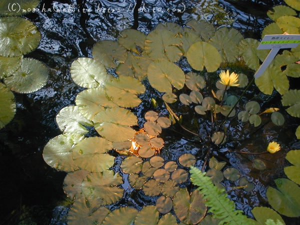 植物園 - 01