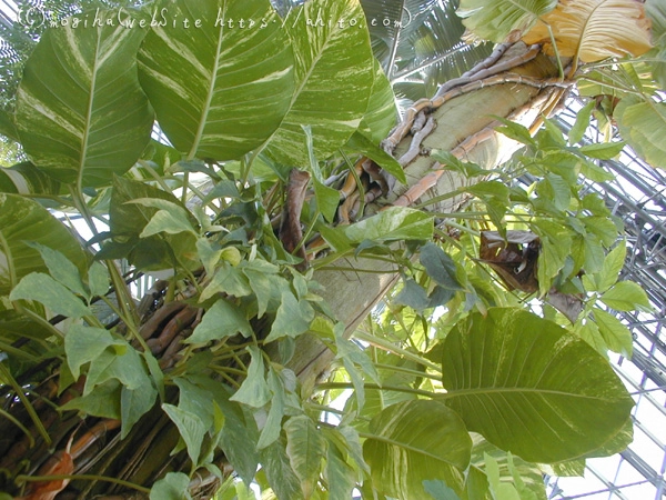 植物園 - 31