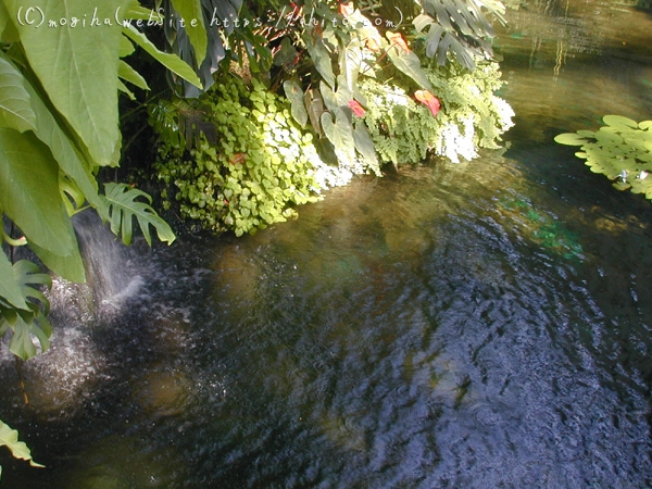 植物園 - 37