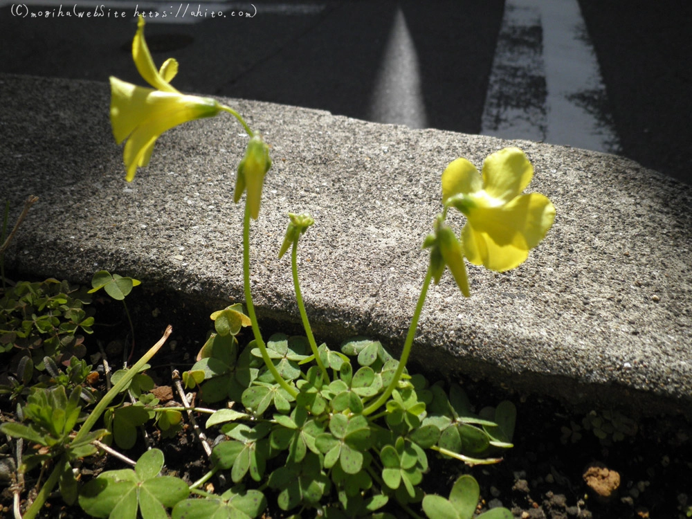 春の花 2 - 14