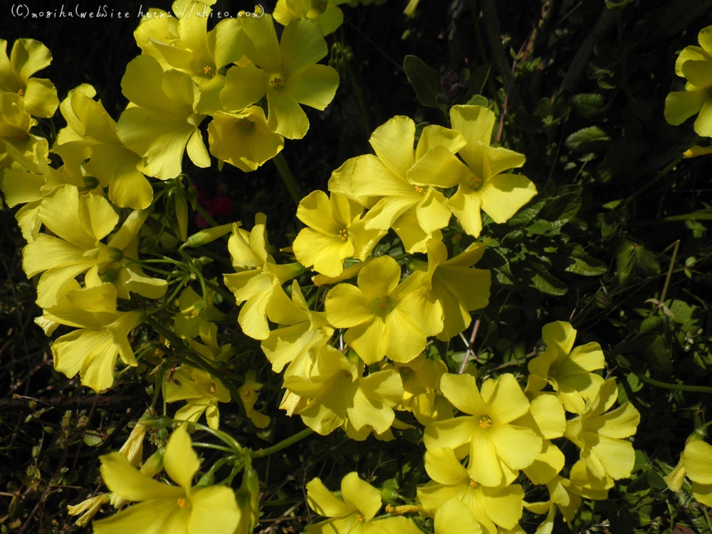 春の花　３ - 14