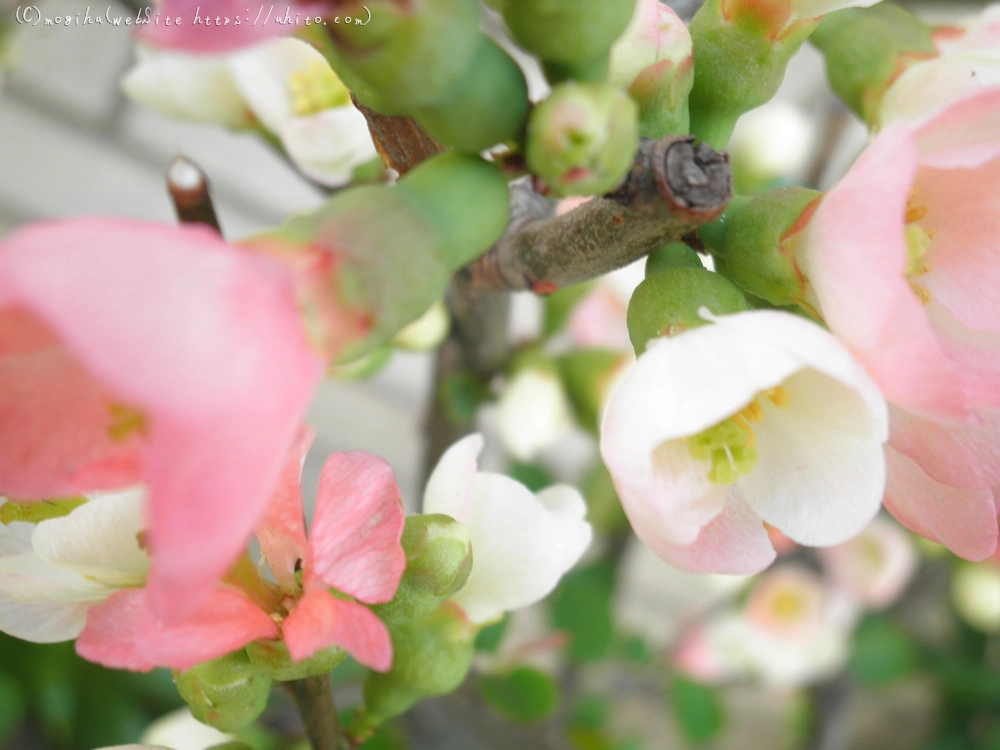 春　木の花 - 07