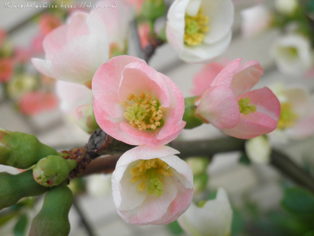 春　木の花 - 08