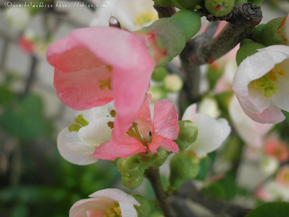 春　木の花 - 12