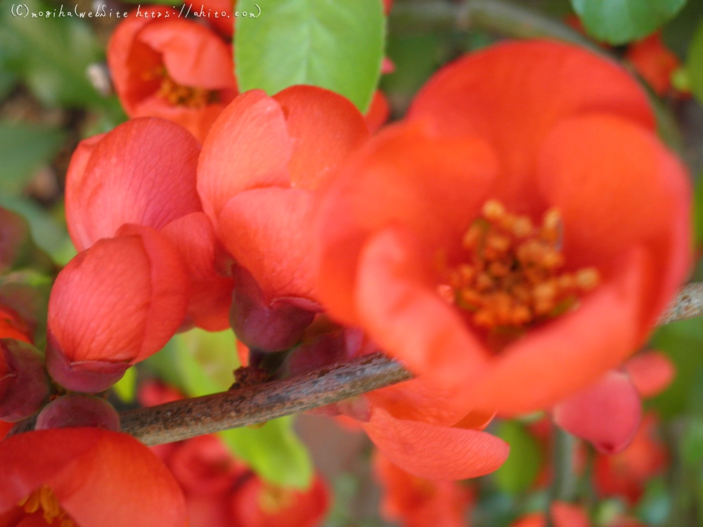 春　木の花 - 15