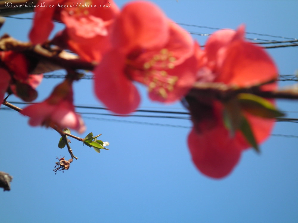 春　木の花 - 22