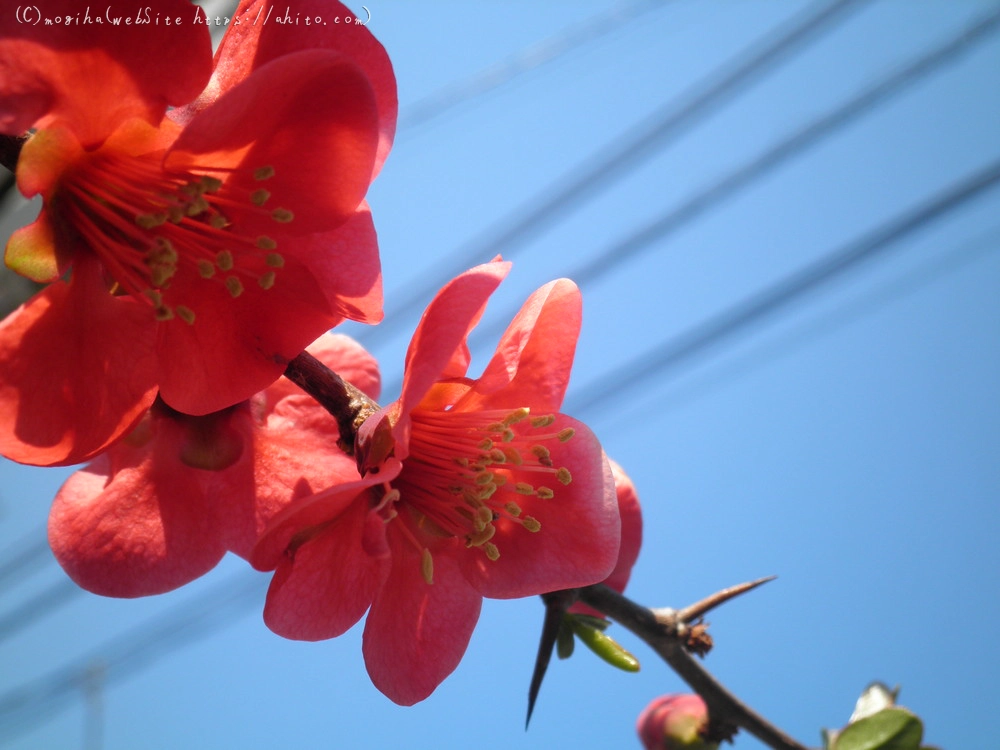 春　木の花 - 30