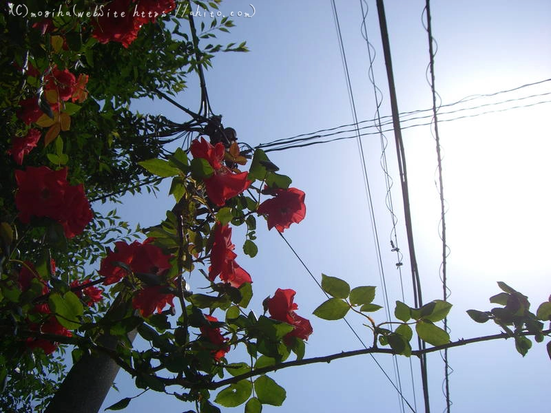 初夏の花 - 29