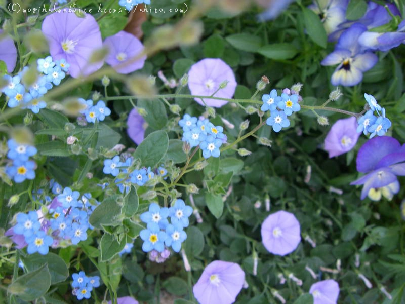 初夏の花 - 18