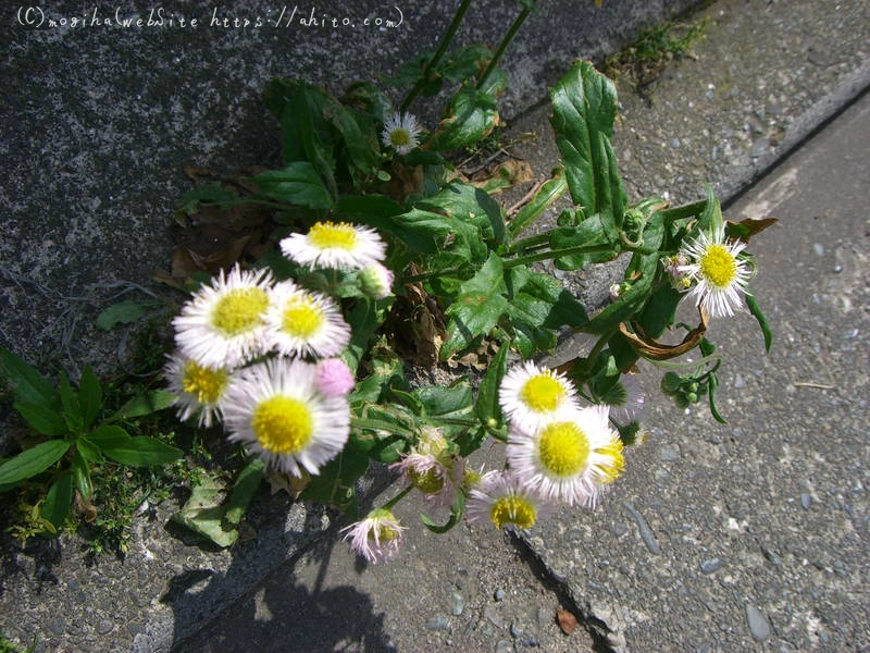 初夏の花 - 11