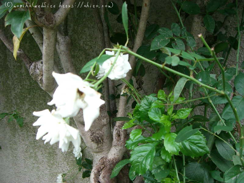 雨の花 - 08