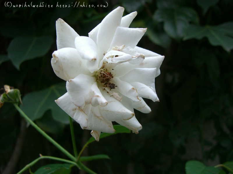 雨の花 - 09