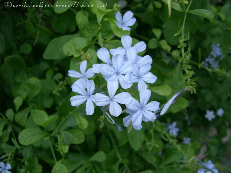 雨の花 - 11