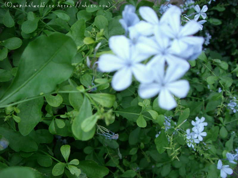 雨の花 - 12