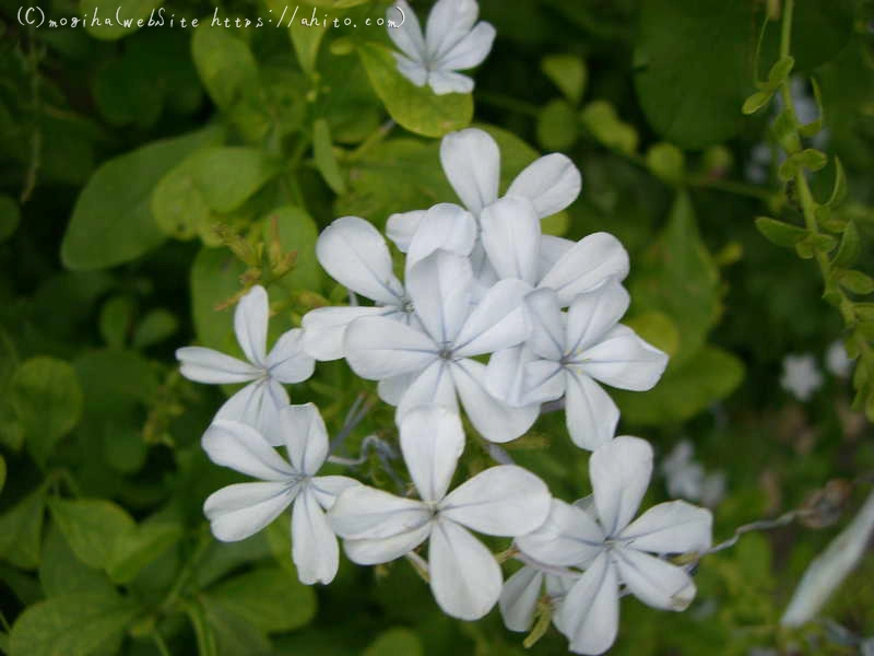 雨の花 - 14