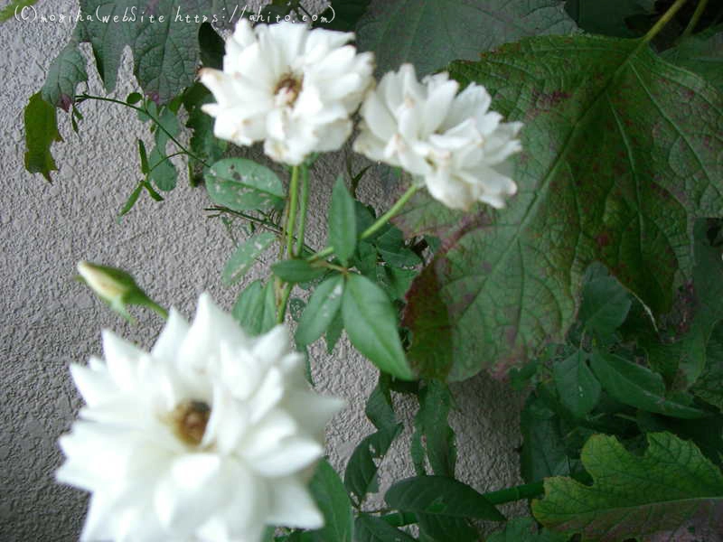 雨の花 - 15