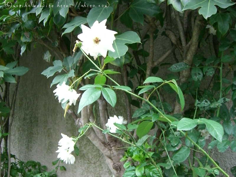 雨の花 - 19