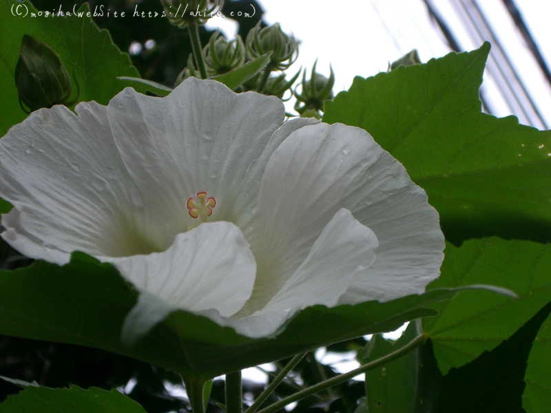 雨の花 - 01