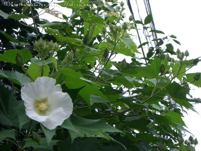 雨の花 - 02