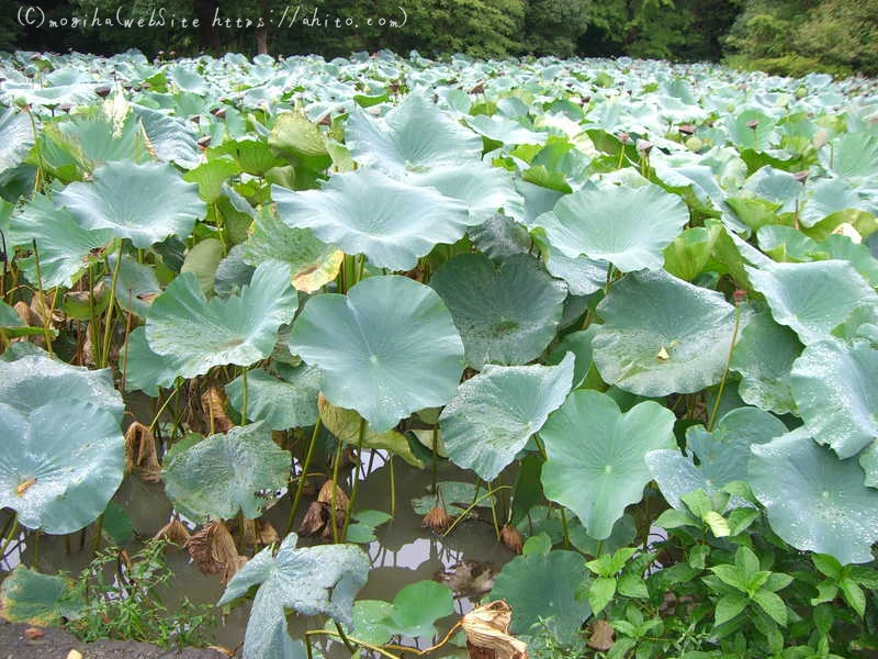 夏の写真 - 01