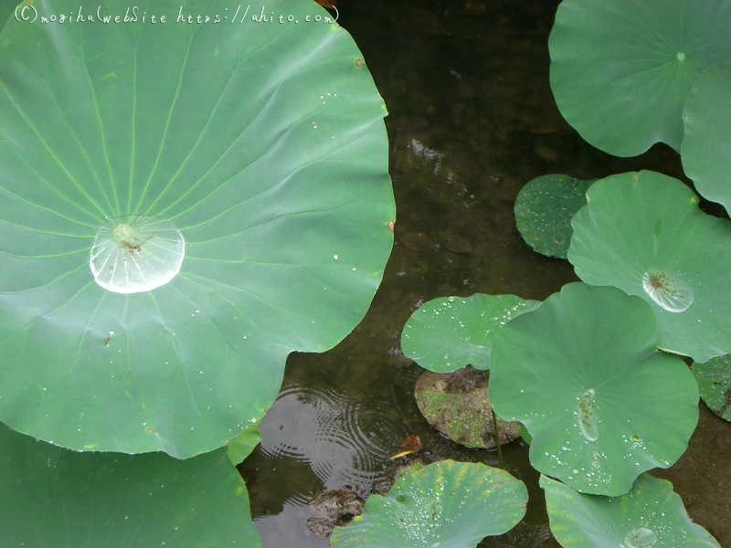 夏の写真 - 11