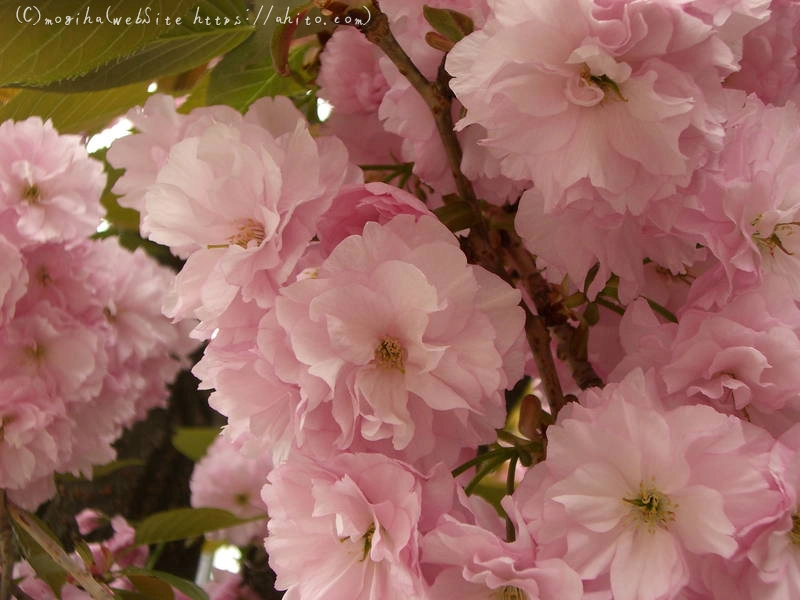 雨月の花 - 04