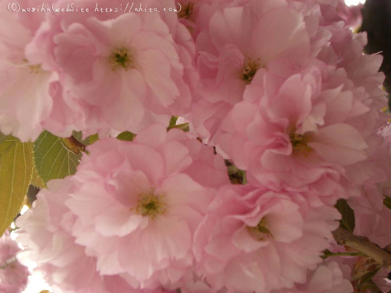 雨月の花 - 08