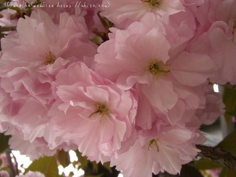 雨月の花 - 09