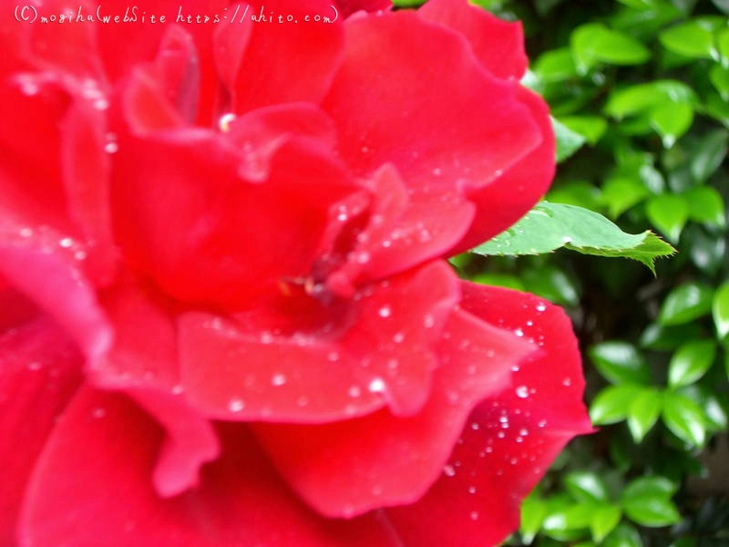 雨月の花 - 10