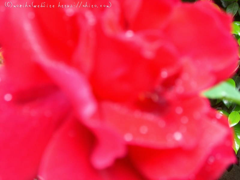 雨月の花 - 11