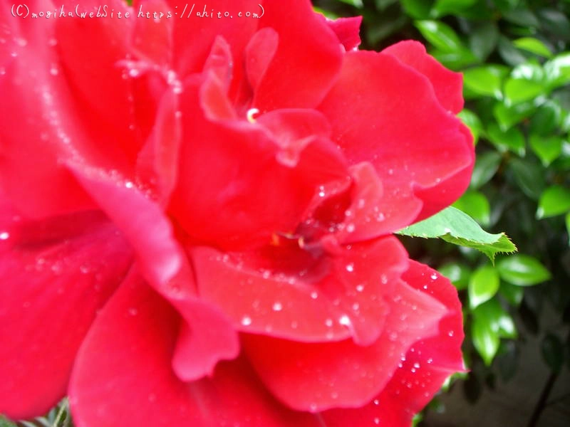 雨月の花 - 12