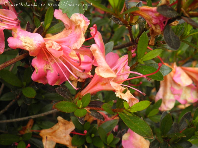 雨月の花 - 15