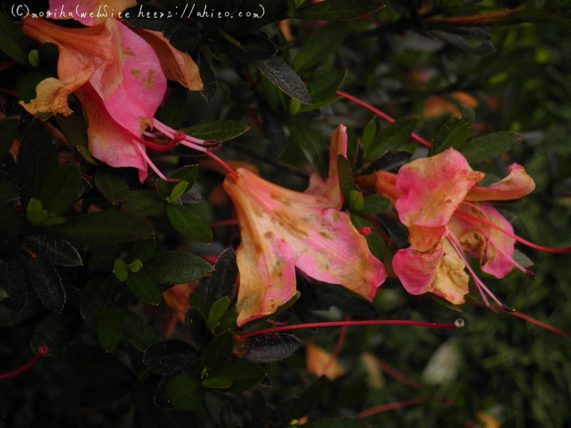 雨月の花 - 16