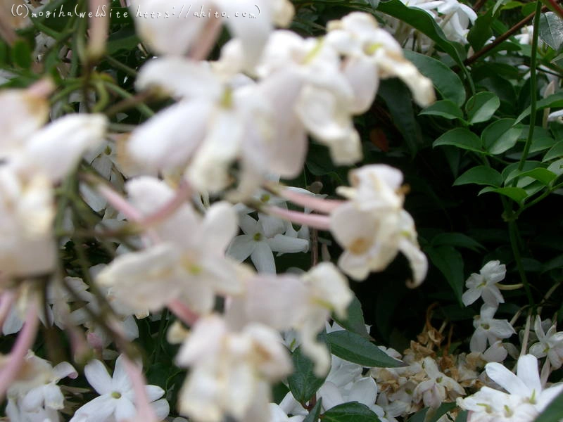 雨月の花 - 05