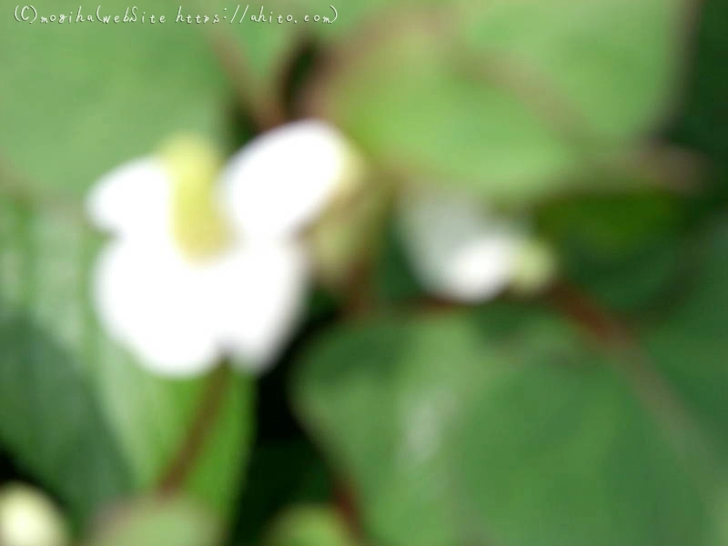 雨月の花 - 11