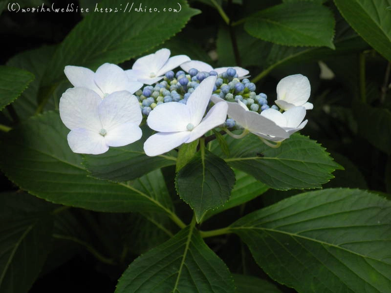 雨月の花 - 04