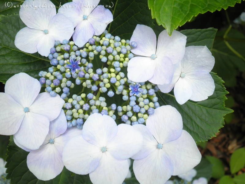 雨月の花 - 05