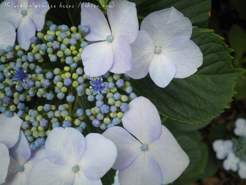 雨月の花 - 06