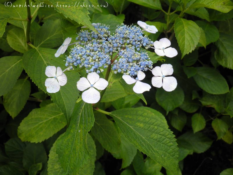 雨月の花 - 07