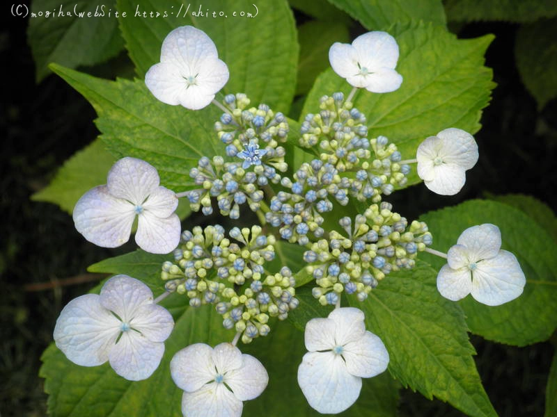 雨月の花 - 08