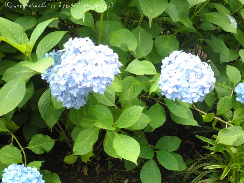 雨月の花 - 04