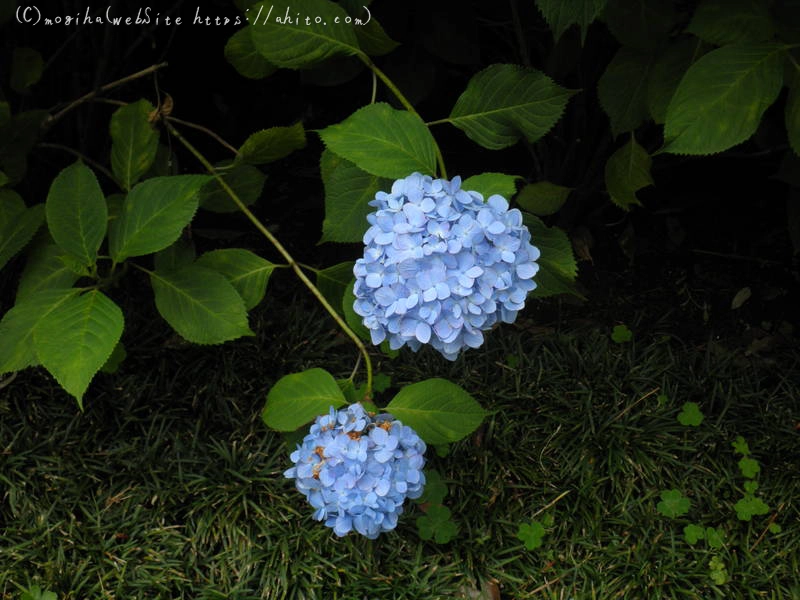 雨月の花 - 05