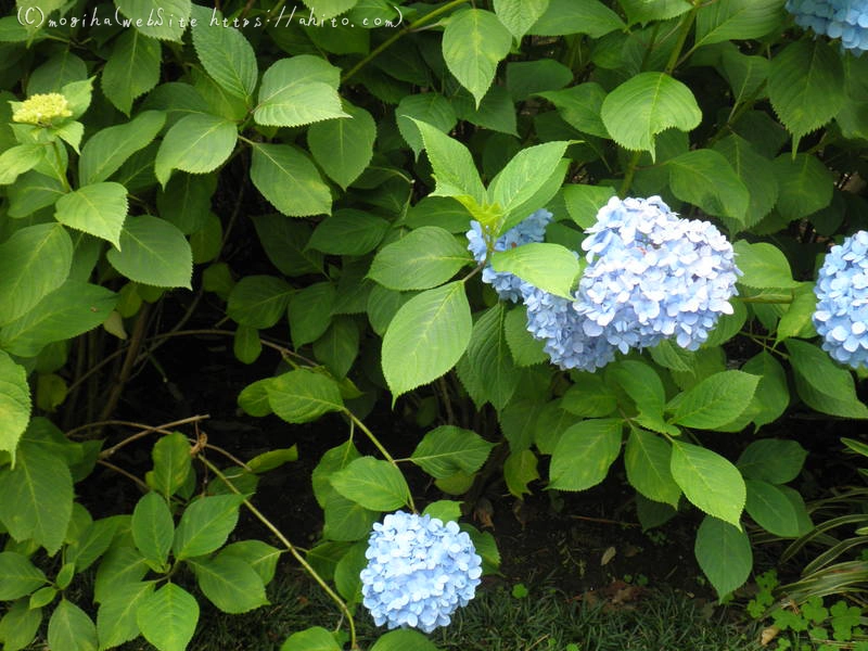 雨月の花 - 06