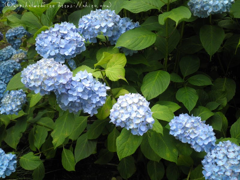 雨月の花 - 07