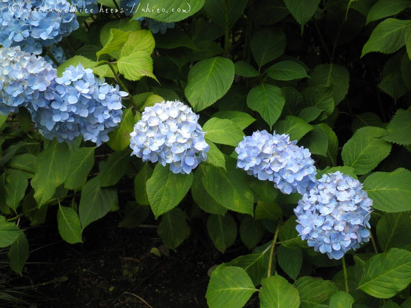 雨月の花 - 08