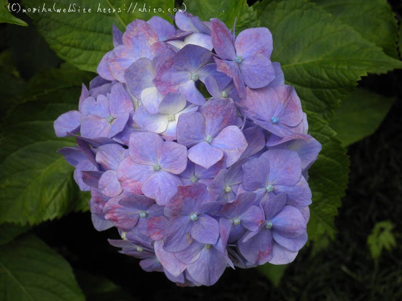 雨月の花 - 09