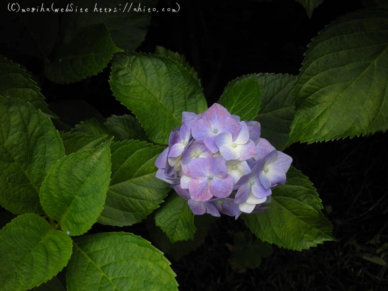 雨月の花 - 10