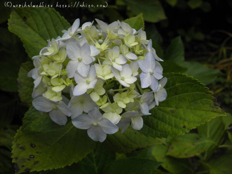 雨月の花 - 11