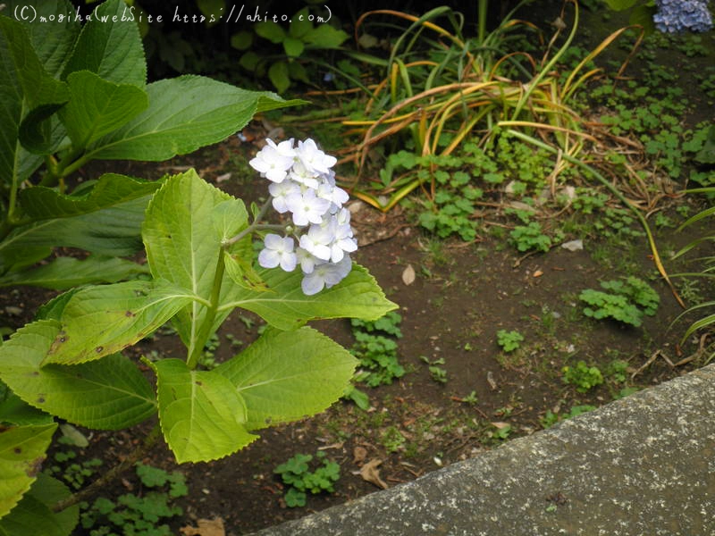 雨月の花 - 12